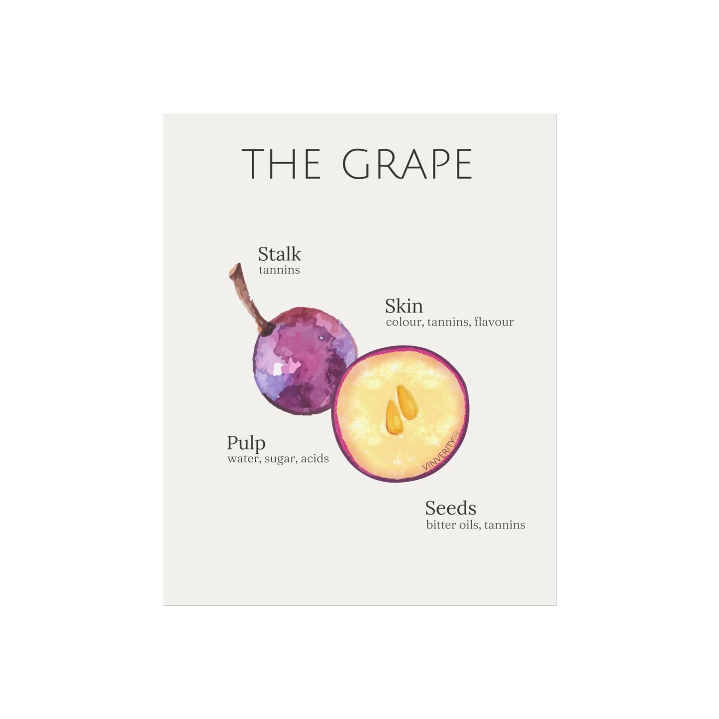 "The Grape" - Fine Art Print