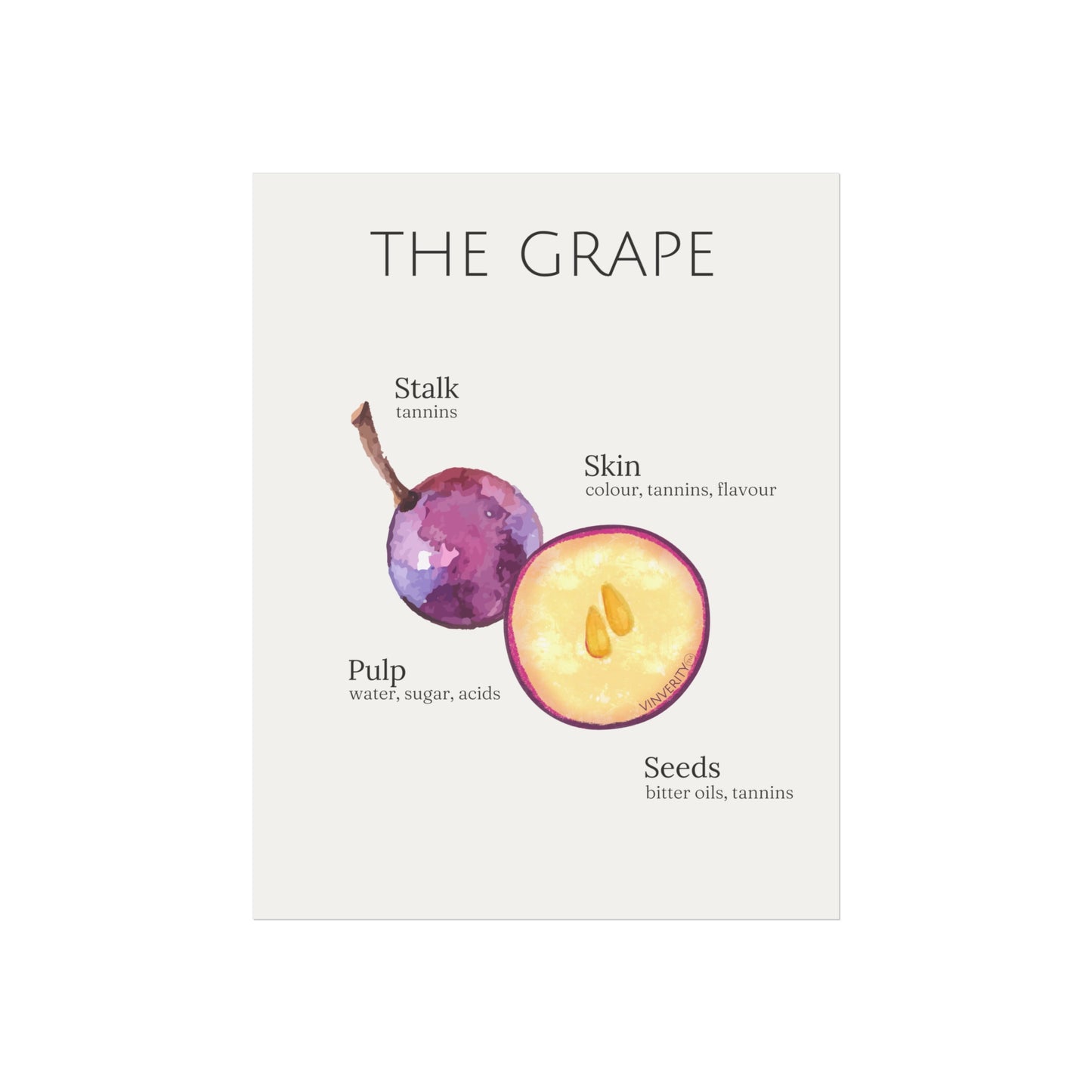 "The Grape" - Fine Art Print